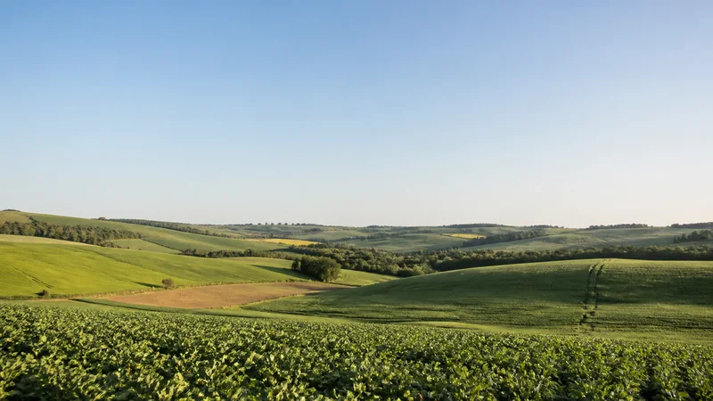 Wide establishing view of a rolling farmland under open sky, soft daylight, clear open sky for overlaid text