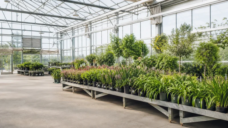 Wide interior view of a garden nursery greenhouse with no people, bright daylight through the windows, clean uncluttered foreground for text