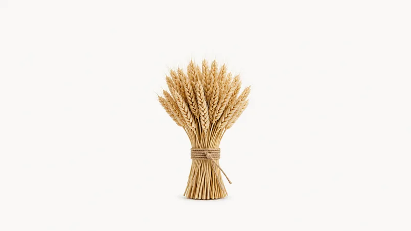 Isolated a bundle of winter-wheat ears bound with baling twine centred on a seamless pale off-white studio background, generous empty margin on every side for overlaid branding