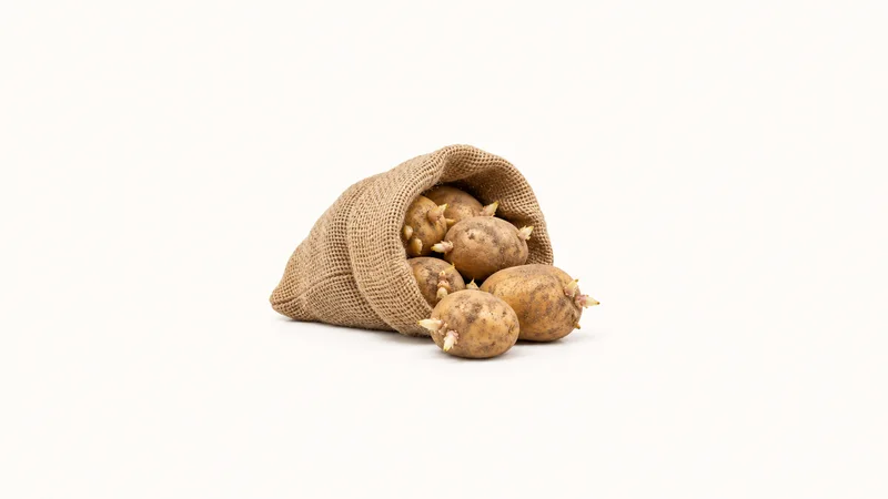Isolated a hessian sack spilling seed potatoes with pale sprouting eyes centred on a seamless pale off-white studio background, generous empty margin on every side for overlaid branding