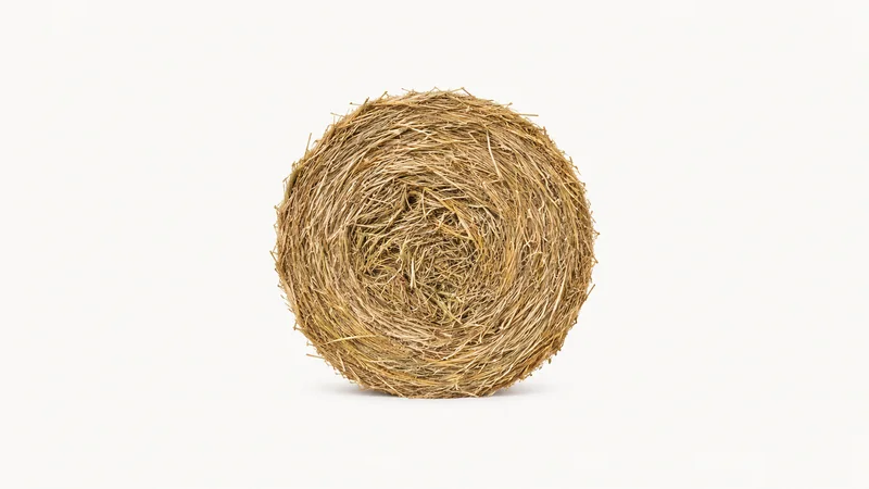 Isolated a cross-section slab of a round hay bale showing packed stems centred on a seamless pale off-white studio background, generous empty margin on every side for overlaid branding