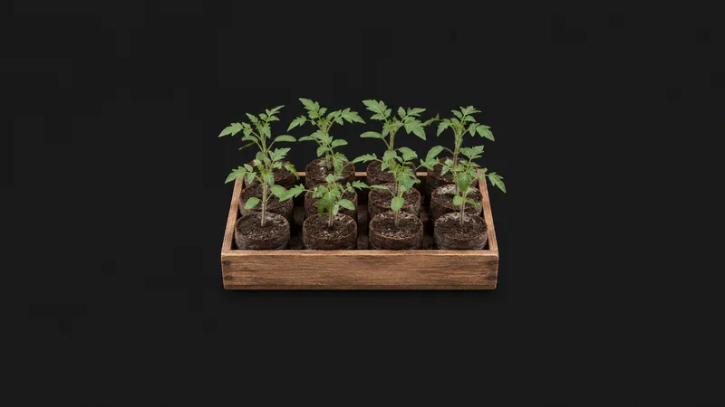 Isolated a wooden tomato-seedling tray of peat plugs with first true leaves centred on a seamless deep charcoal near-black studio background, generous empty margin on every side for overlaid branding