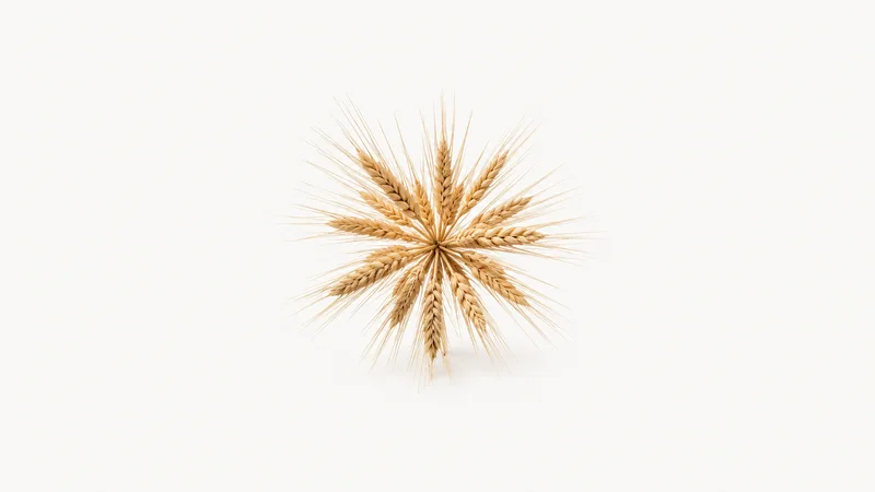Abstract a radial burst of golden cereal awns from a single point motif centred on a seamless pale off-white studio background, generous empty margin for overlaid branding